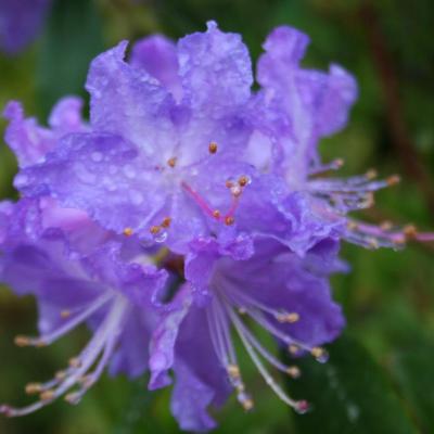 Rhododendron augustinii