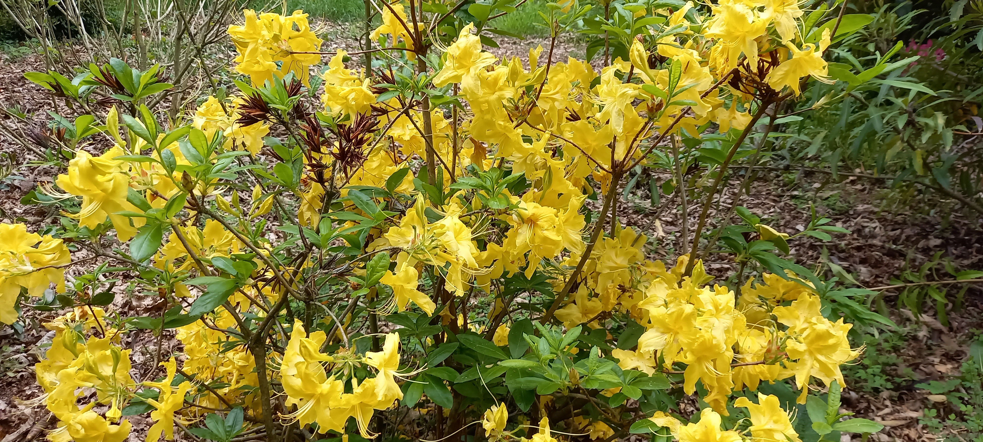 Rhododendron (Azalée x caduc) 'Anneke'