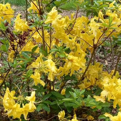 Rhododendron (Azalée x caduc) 'Anneke'