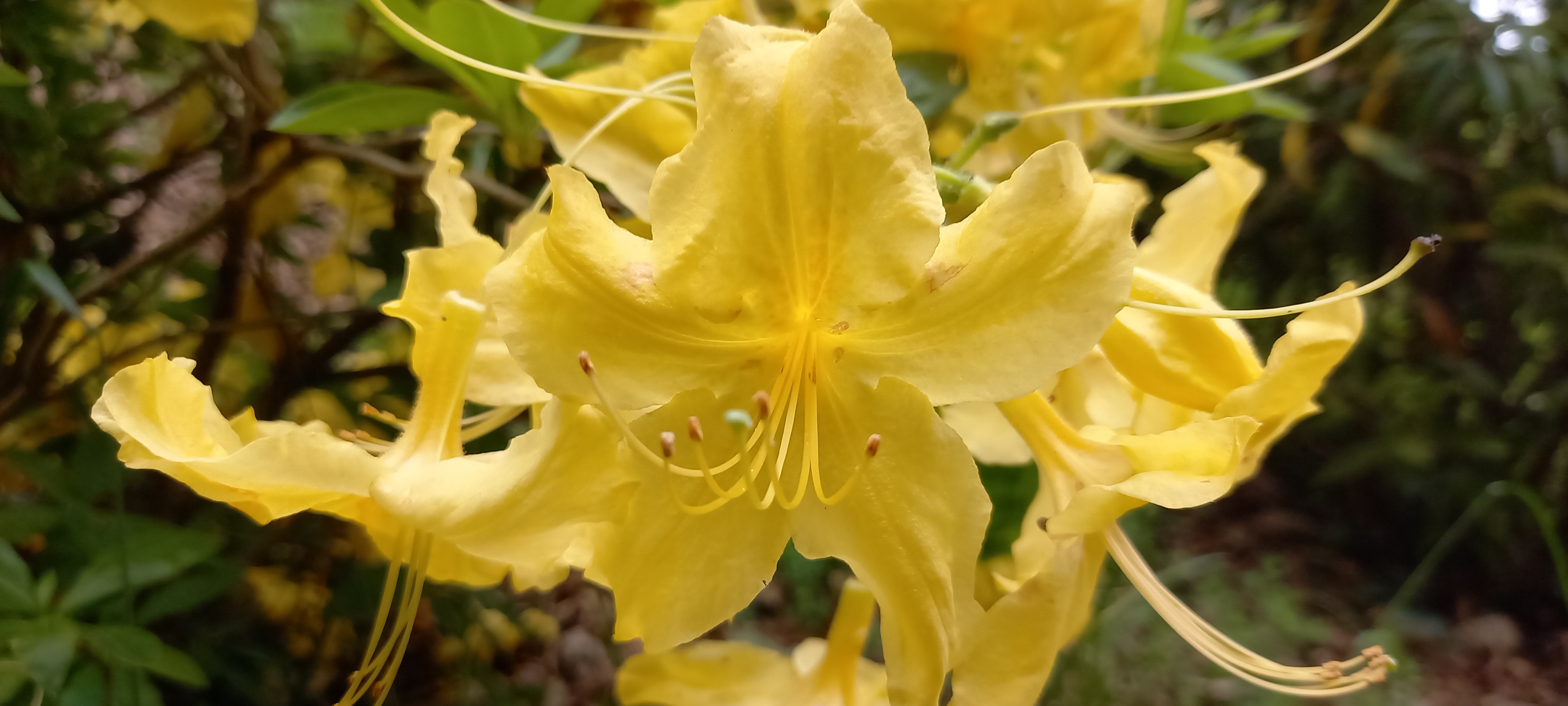 Rhododendron (Azalée x caduc) 'Anneke'