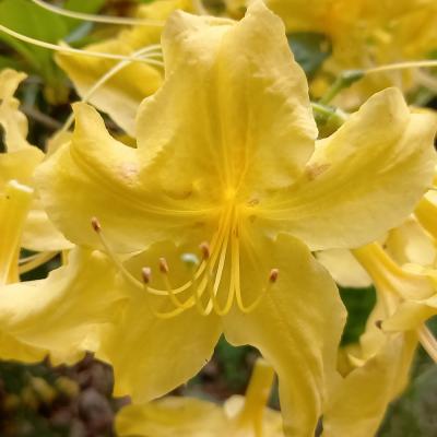 Rhododendron (Azalée x caduc) 'Anneke'