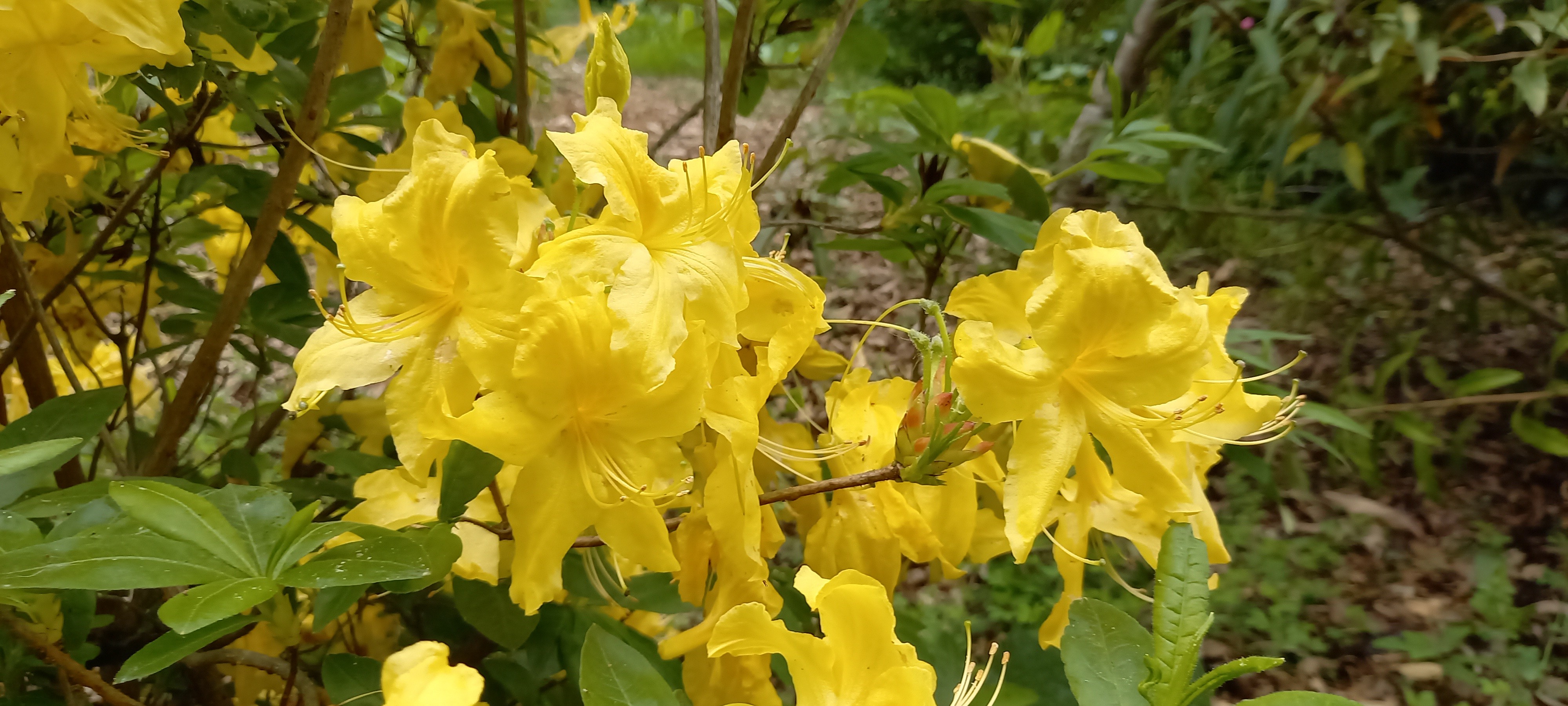 Rhododendron (Azalée x caduc) 'Anneke'