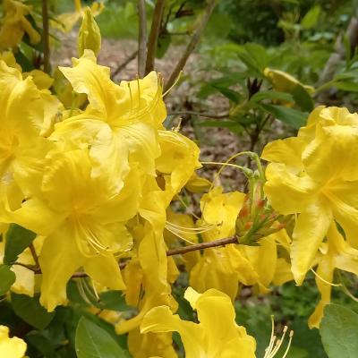 Rhododendron (Azalée x caduc) 'Anneke'