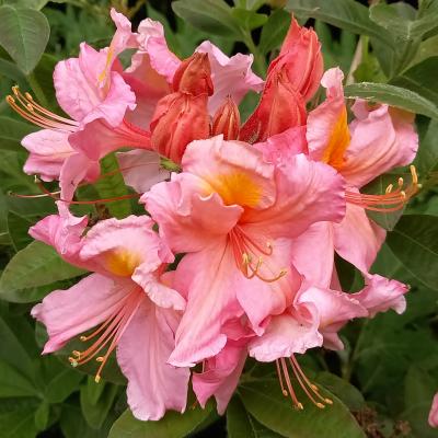 Rhododendron (Azalée x caduc) 'Berry Rose'