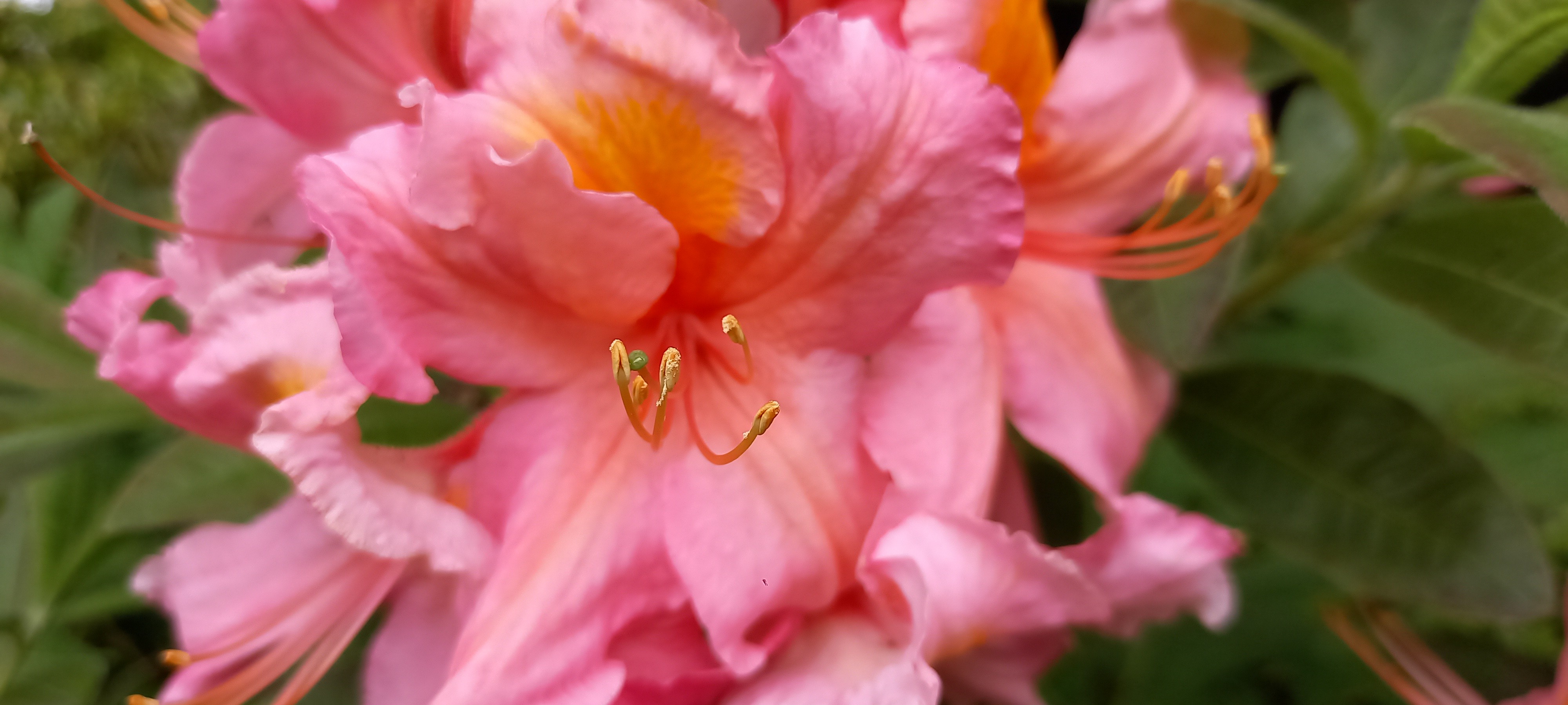 Rhododendron (Azalée x caduc) 'Berry Rose'