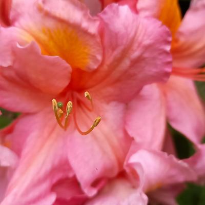 Rhododendron (Azalée x caduc) 'Berry Rose'