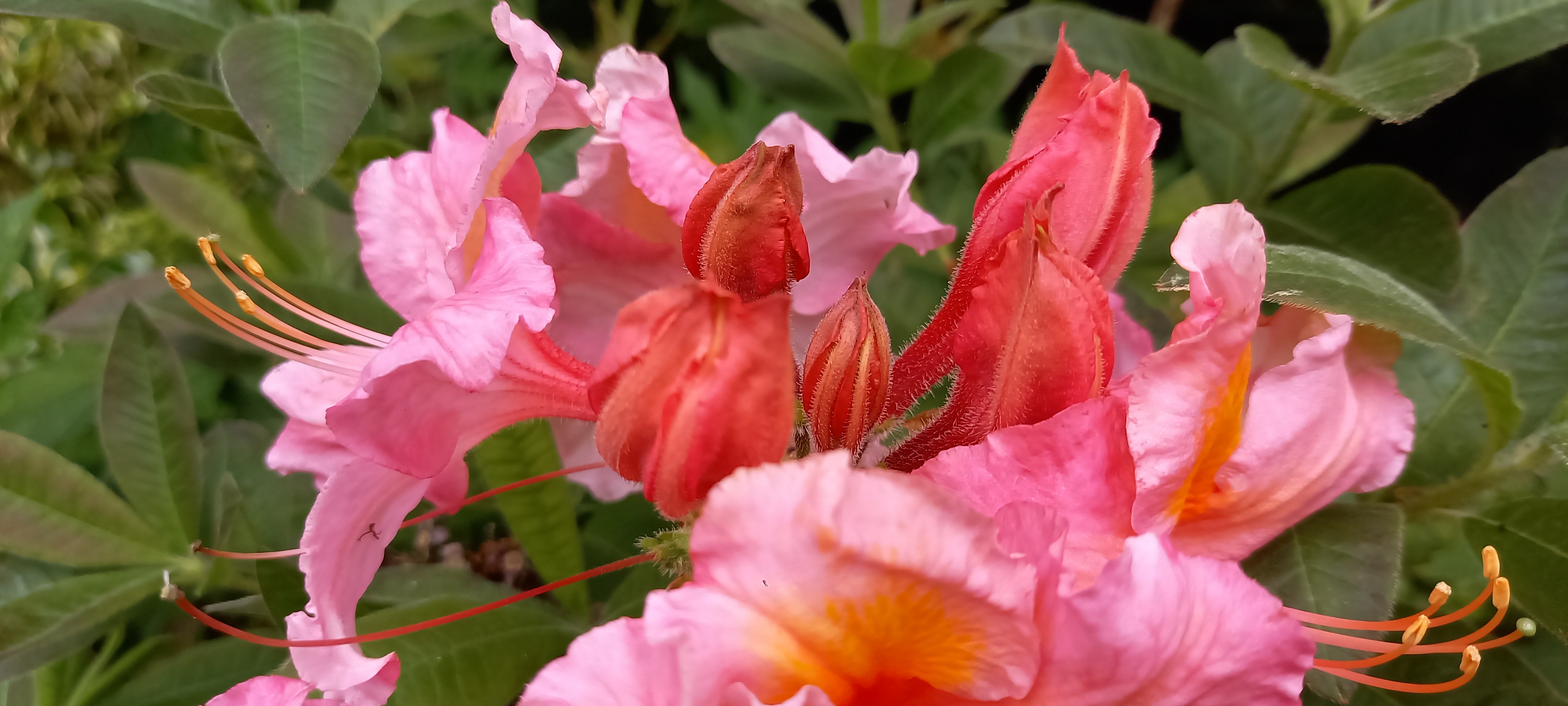 Rhododendron (Azalée x caduc) 'Berry Rose'