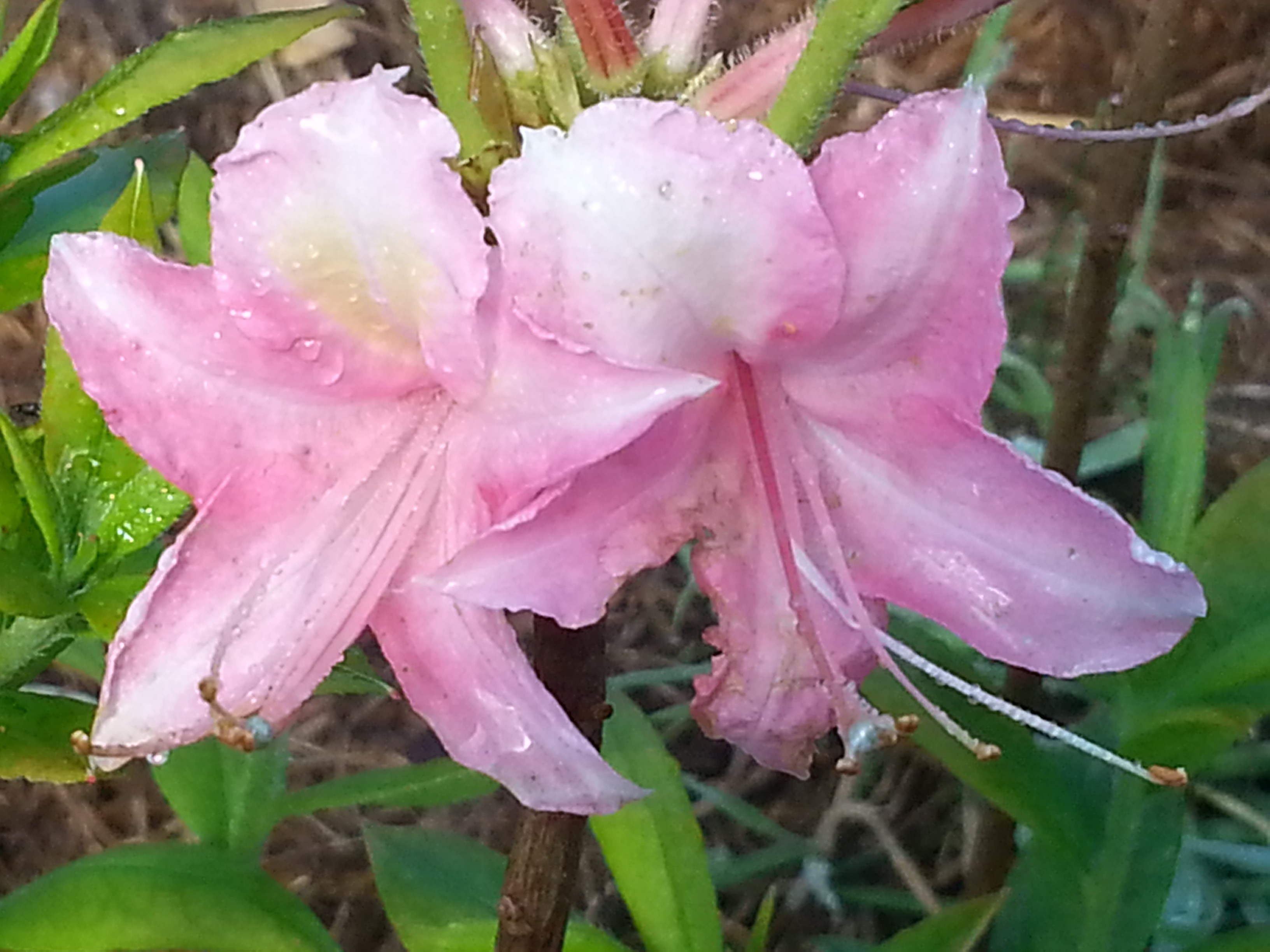 Rhododendron (Azalée x caduc) 'Bouquet de Flore'