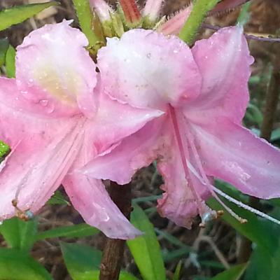 Rhododendron (Azalée x caduc) 'Bouquet de Flore'