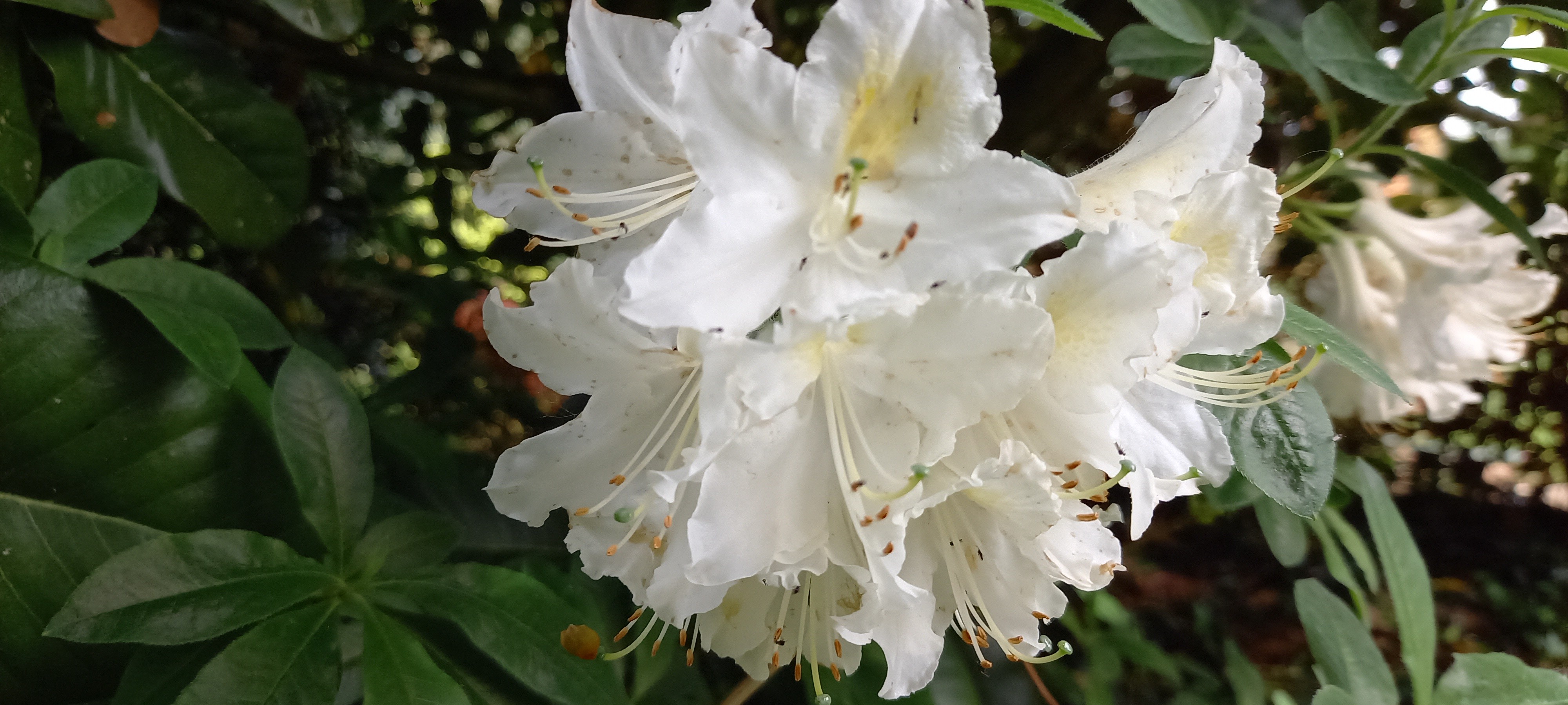 Rhododendron (Azalée x caduc) 'Daviesii'