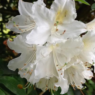 Rhododendron (Azalée x caduc) 'Daviesii'