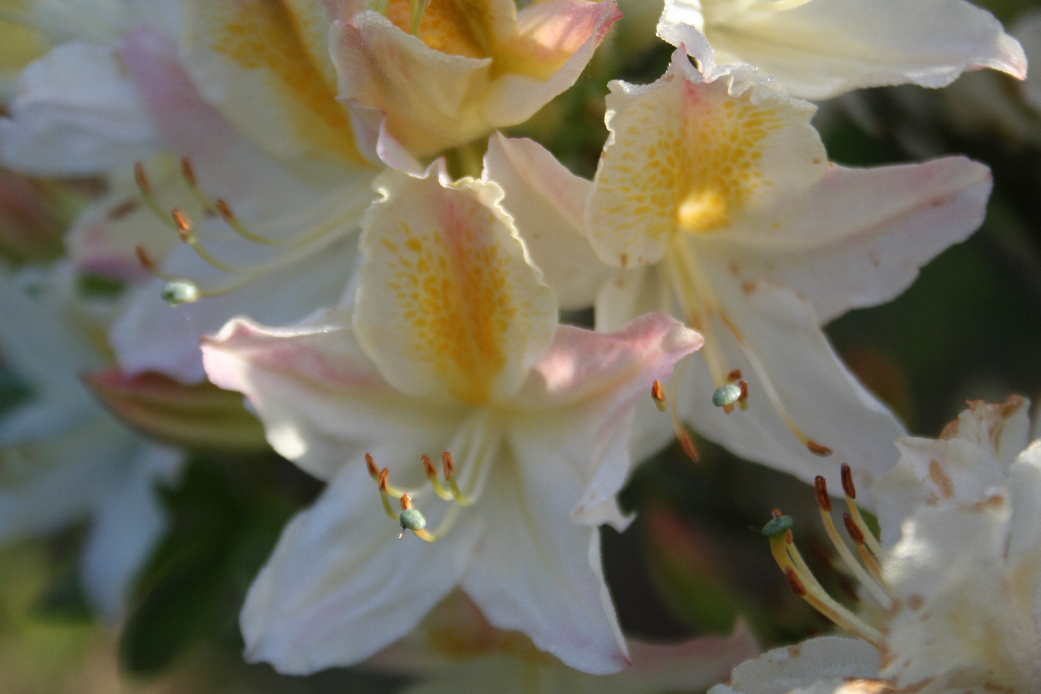 Rhododendron (Azalée x caduc) 'Daviesii'