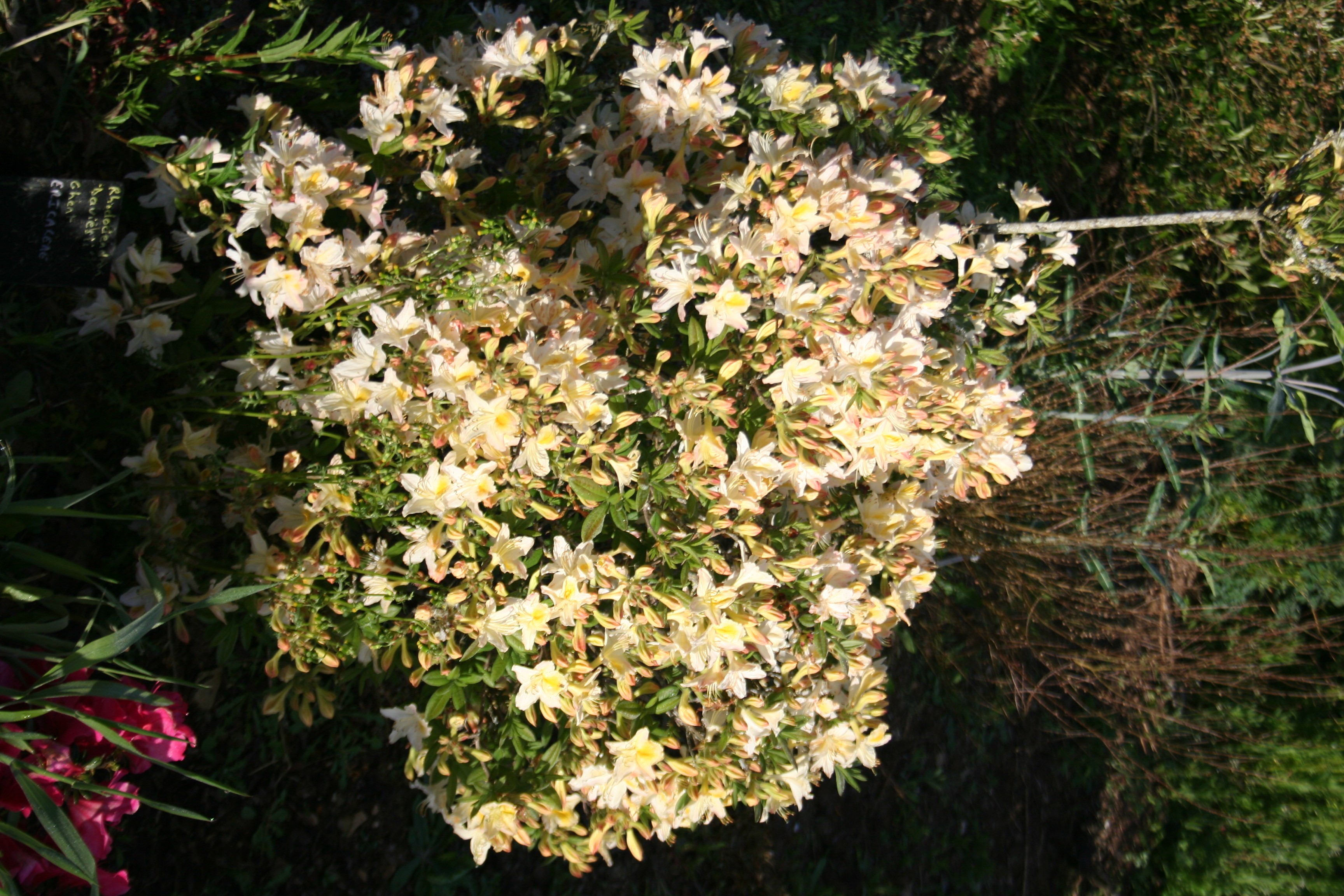 Rhododendron (Azalée x caduc) 'Daviesii'