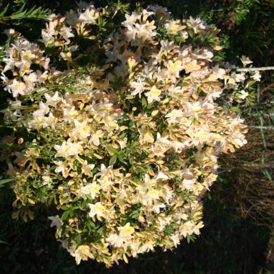 Rhododendron (Azalée x caduc) 'Daviesii'