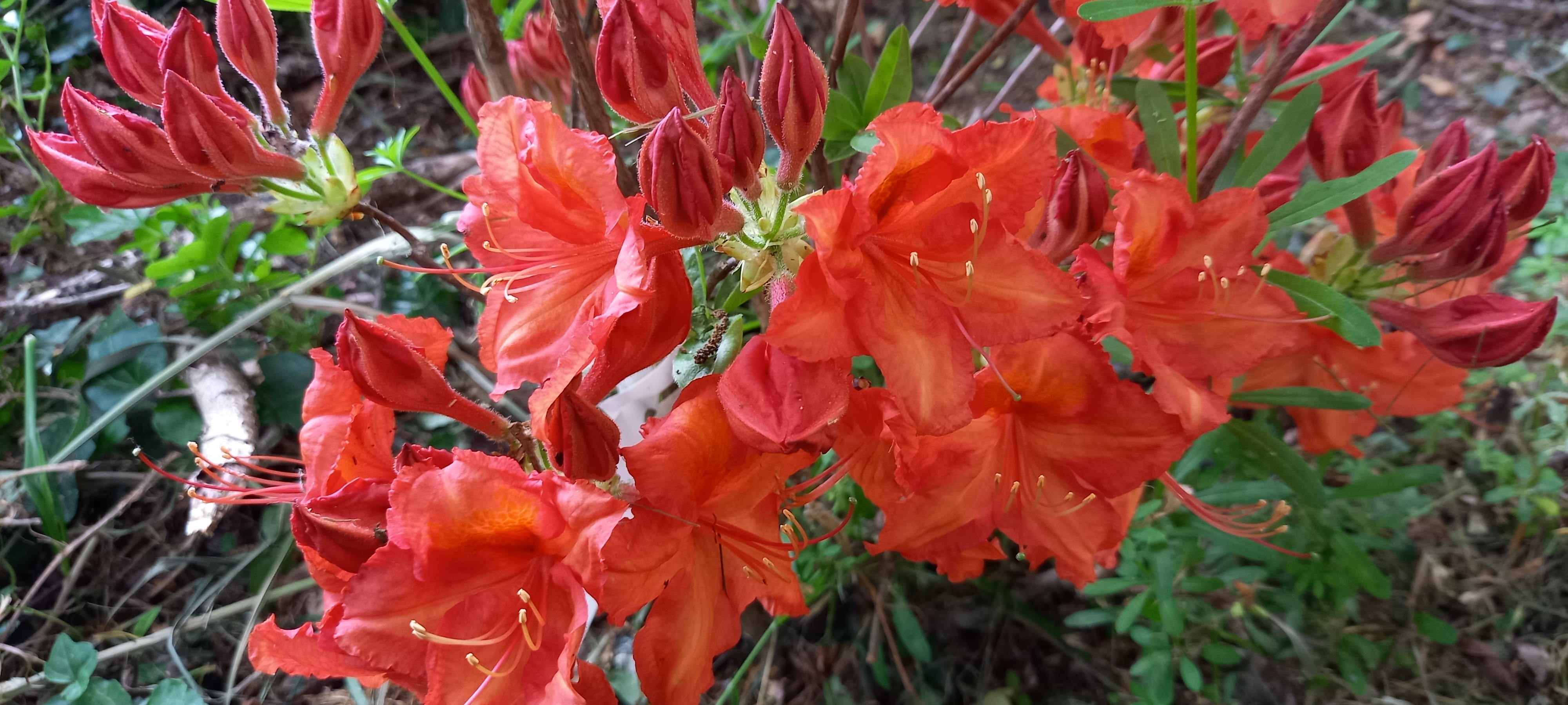 Rhododendron (Azalée x caduc) 'Feuerwerk'