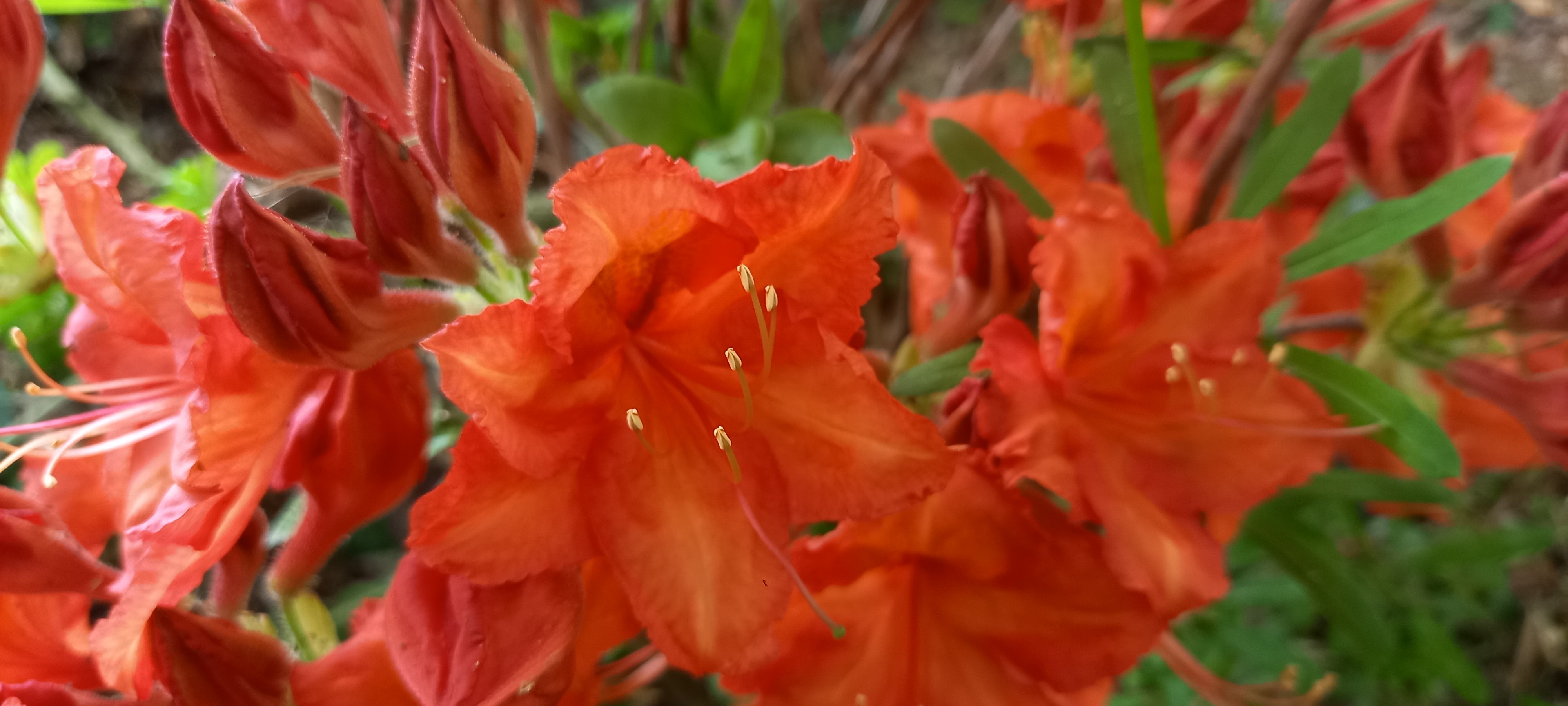 Rhododendron (Azalée x caduc) 'Feuerwerk'