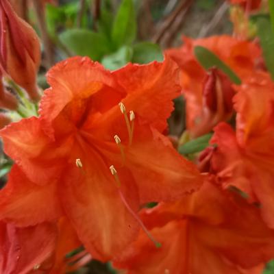 Rhododendron (Azalée x caduc) 'Feuerwerk'