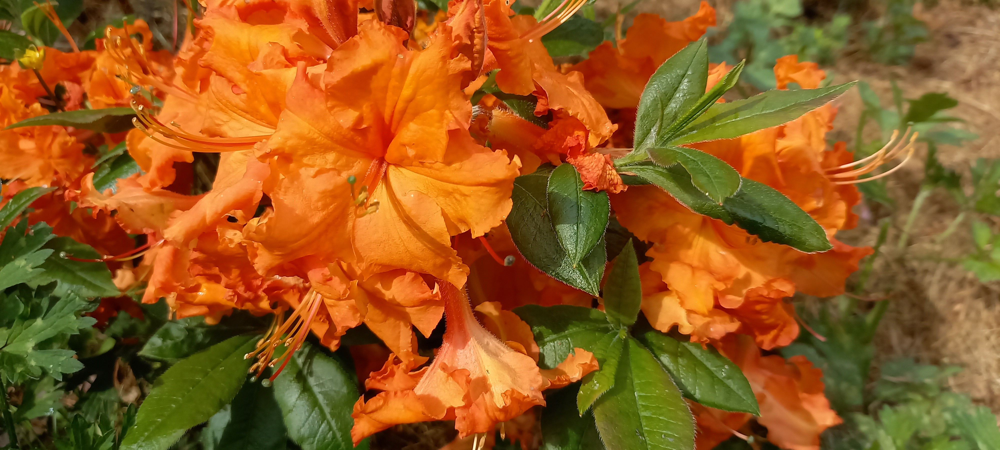 Rhododendron (Azalée x caduc) 'Gibraltar'