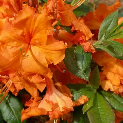 Rhododendron (Azalée x caduc) 'Gibraltar'