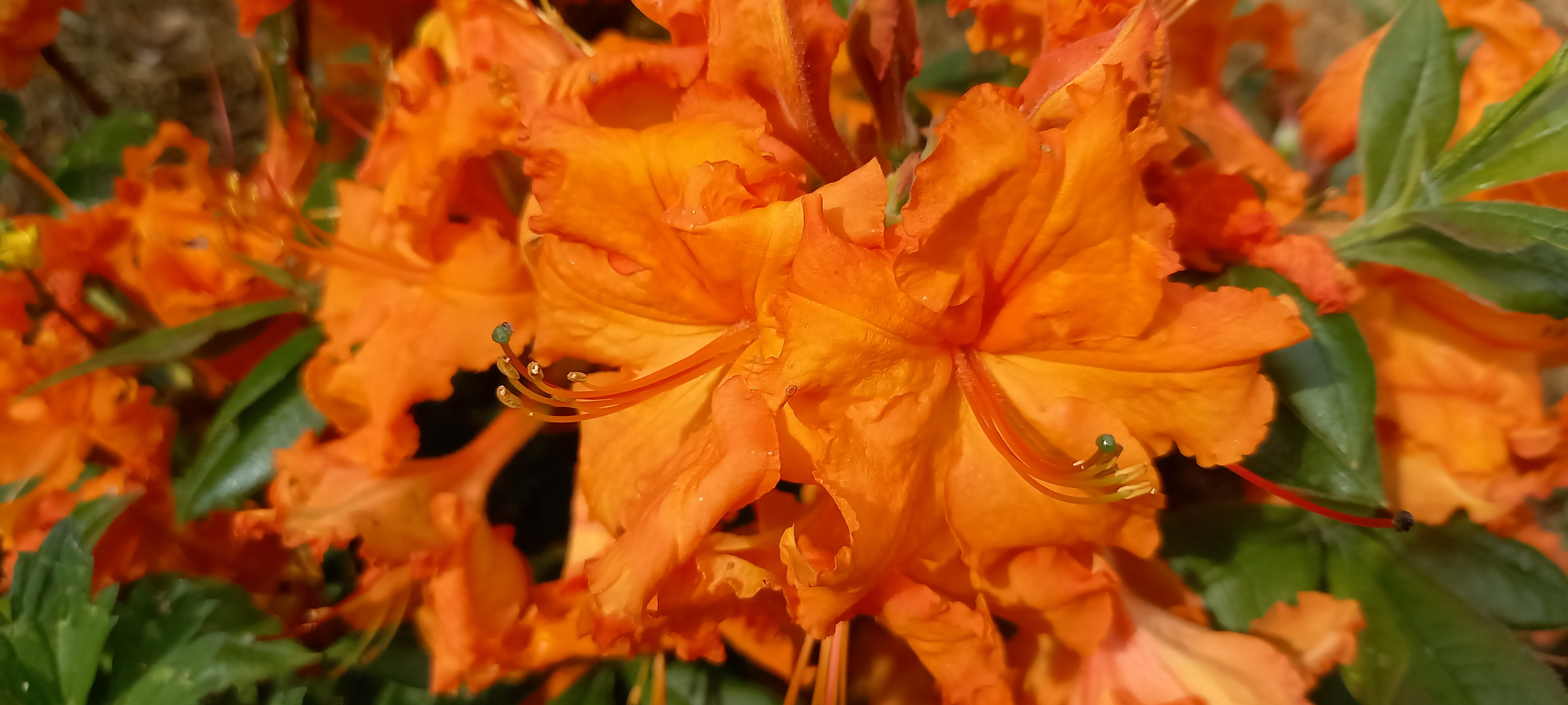 Rhododendron (Azalée x caduc) 'Gibraltar'