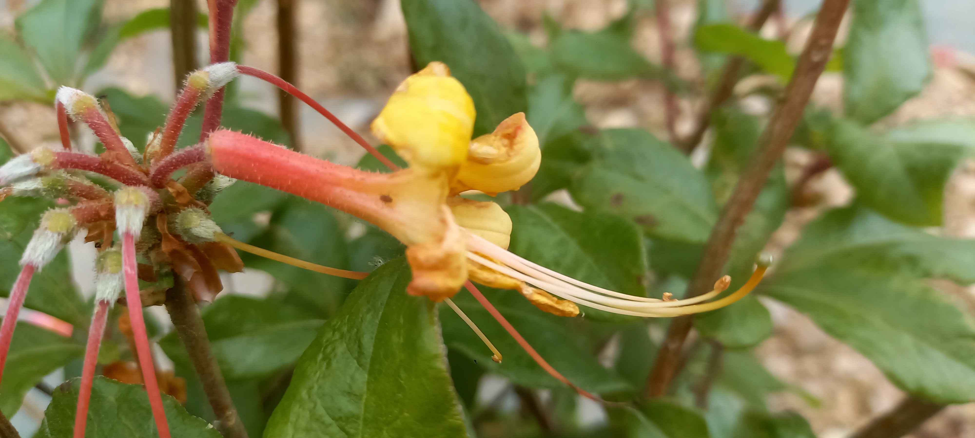 Rhododendron (Azalée x caduc) 'Gloire d'Ostende'