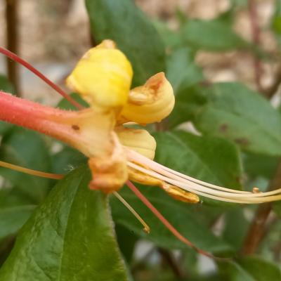 Rhododendron (Azalée x caduc) 'Gloire d'Ostende'