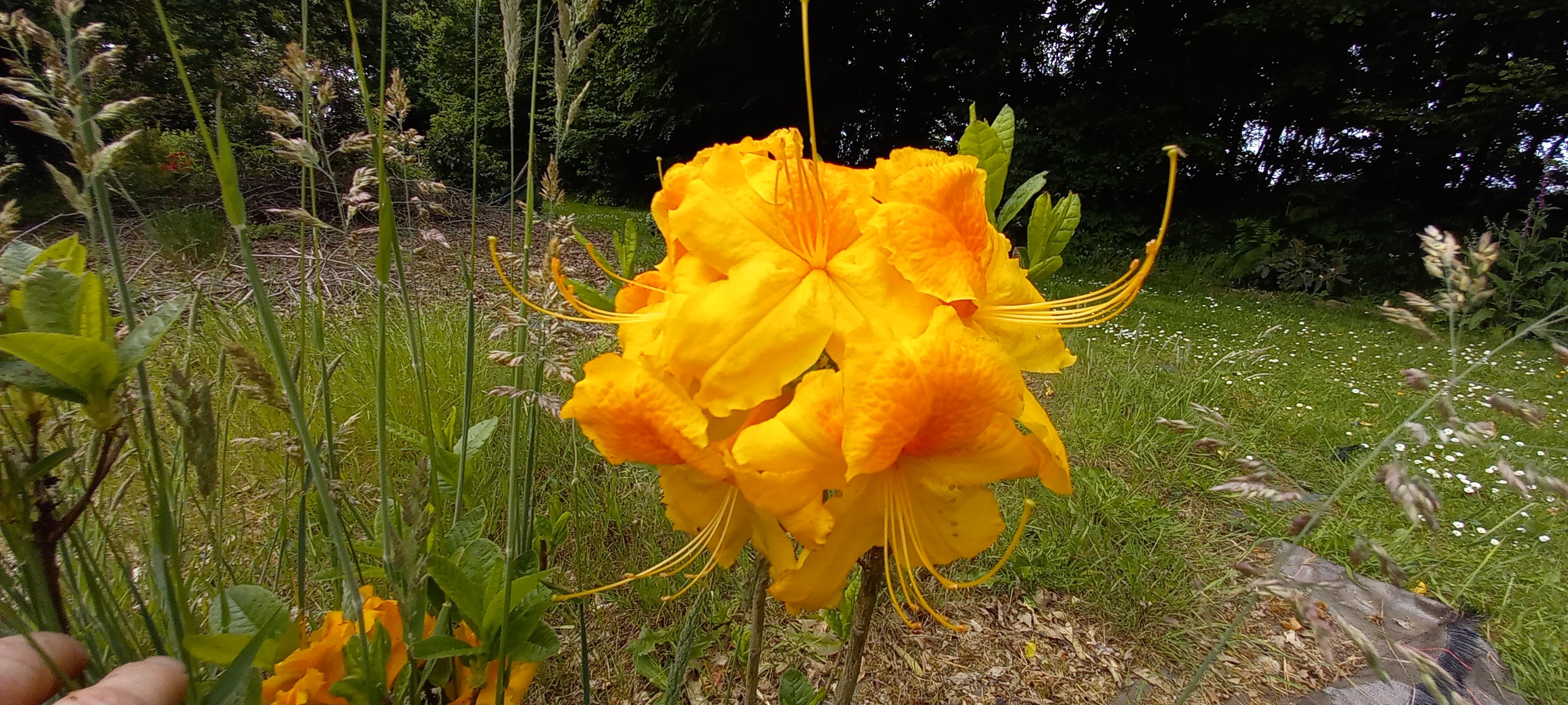 Rhododendron (Azalée x caduc) 'Goldstuck'