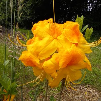 Rhododendron (Azalée x caduc) 'Goldstuck'