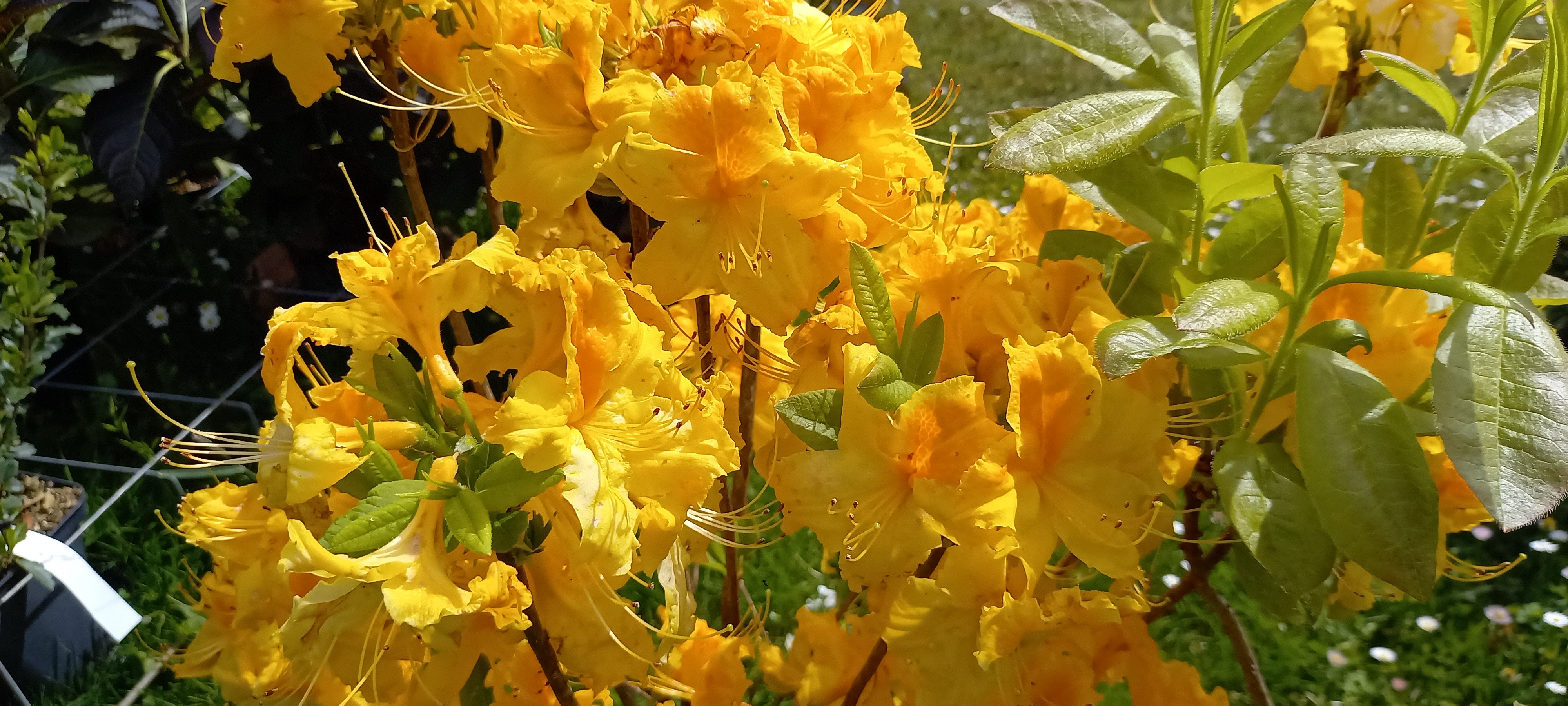 Rhododendron (Azalée x caduc) 'Goldstuck'