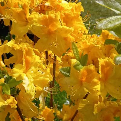 Rhododendron (Azalée x caduc) 'Goldstuck'