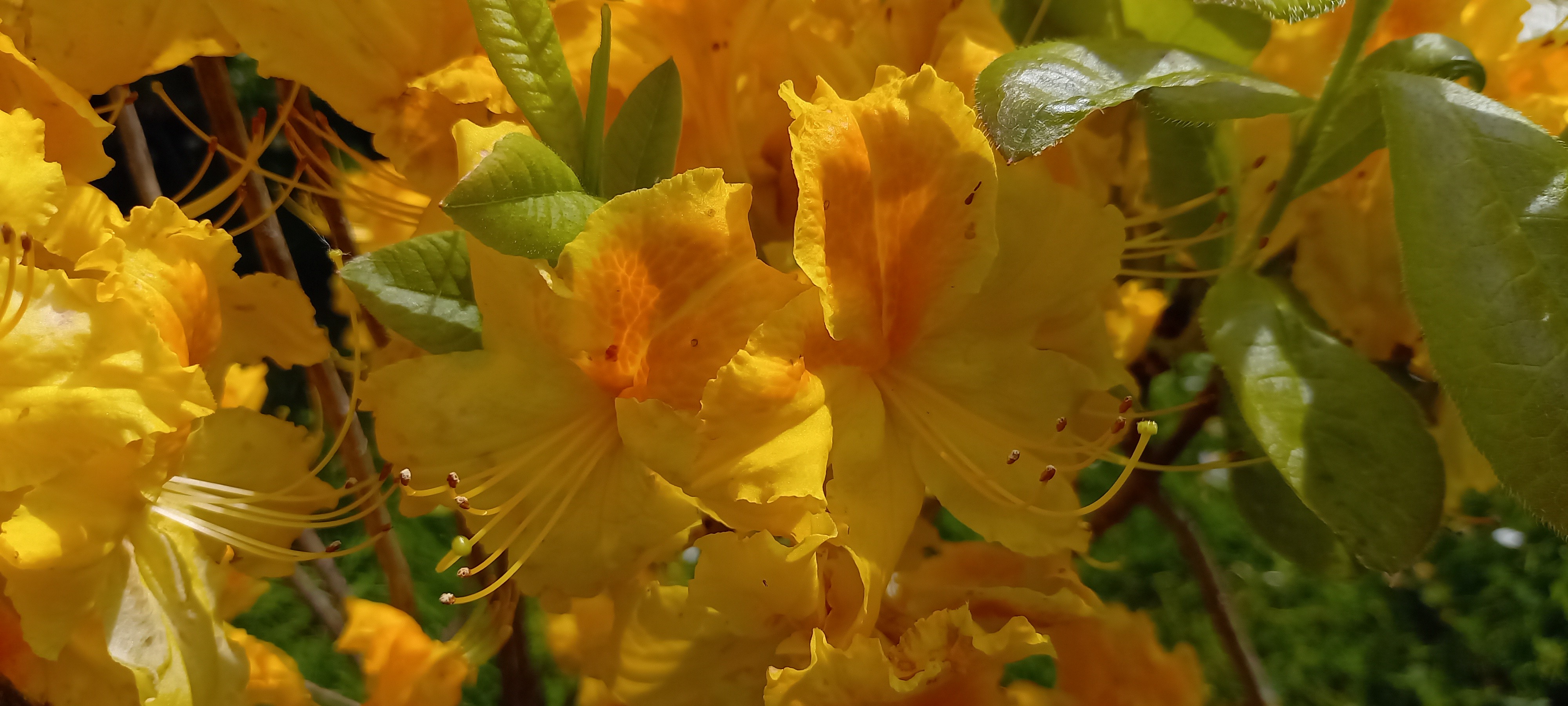 Rhododendron (Azalée x caduc) 'Goldstuck'