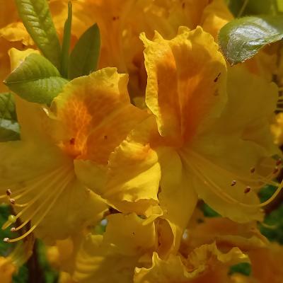 Rhododendron (Azalée x caduc) 'Goldstuck'