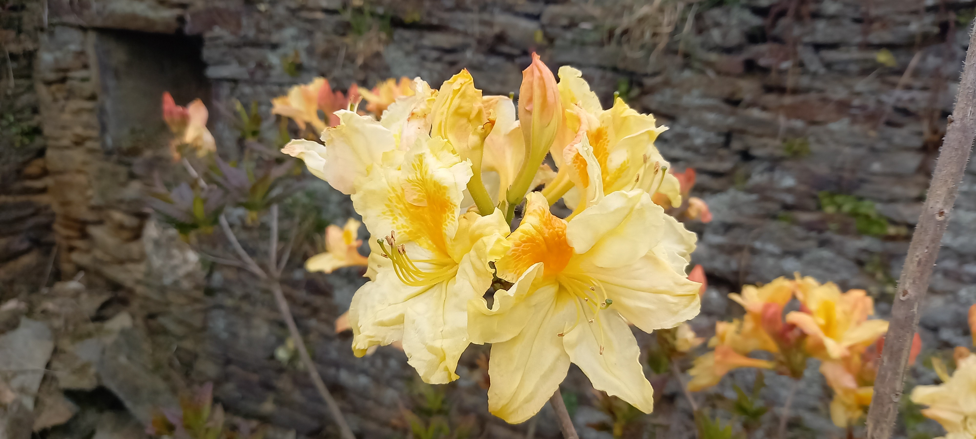 Rhododendron (Azalée x caduc) 'Harvest Moon'