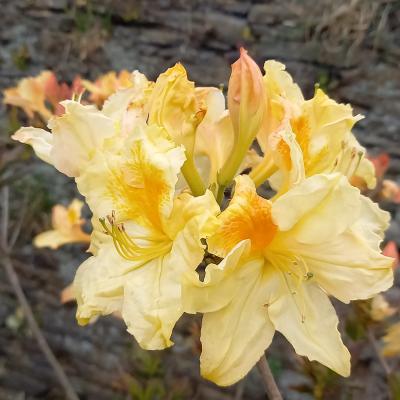 Rhododendron (Azalée x caduc) 'Harvest Moon'