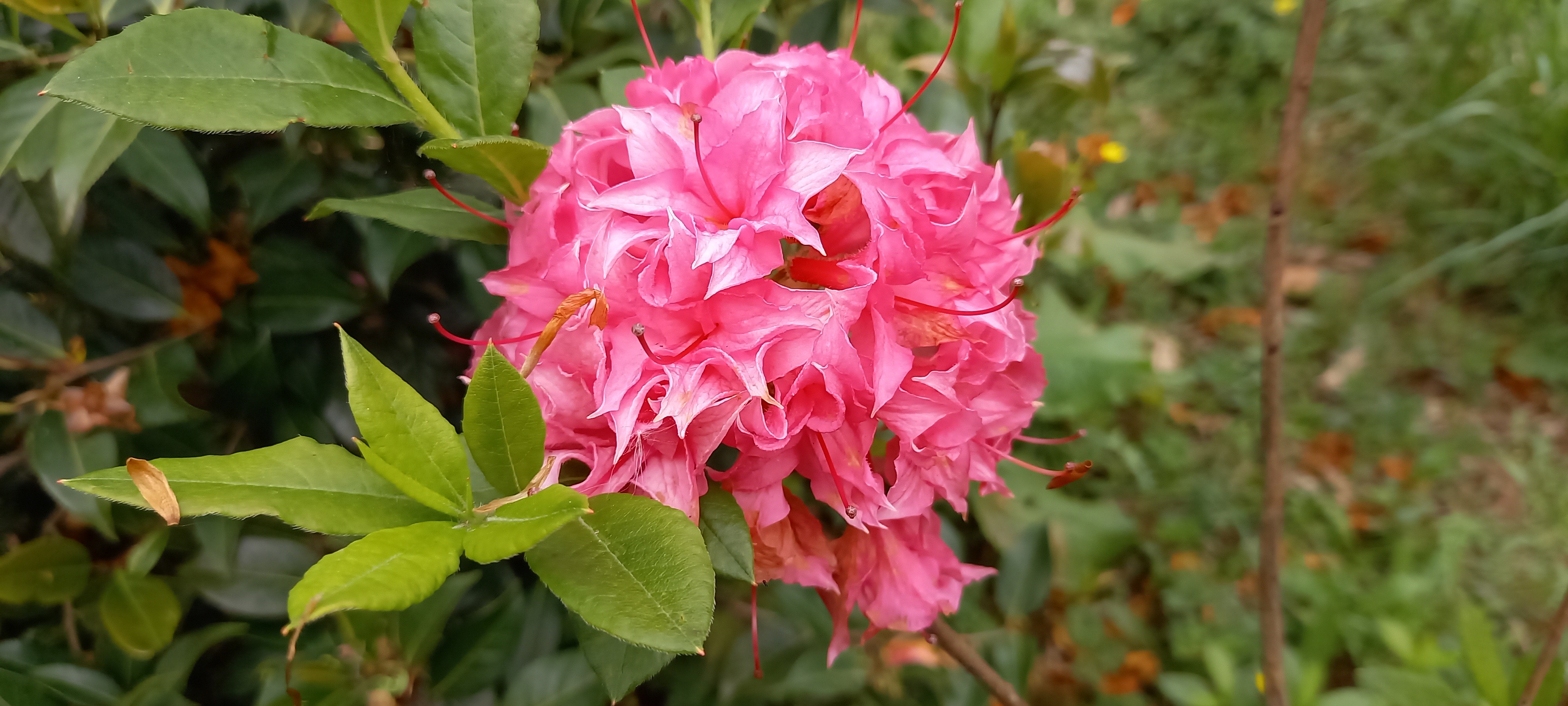 Rhododendron (Azalée x caduc) 'Homebush'