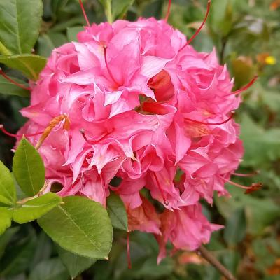 Rhododendron (Azalée x caduc) 'Homebush'