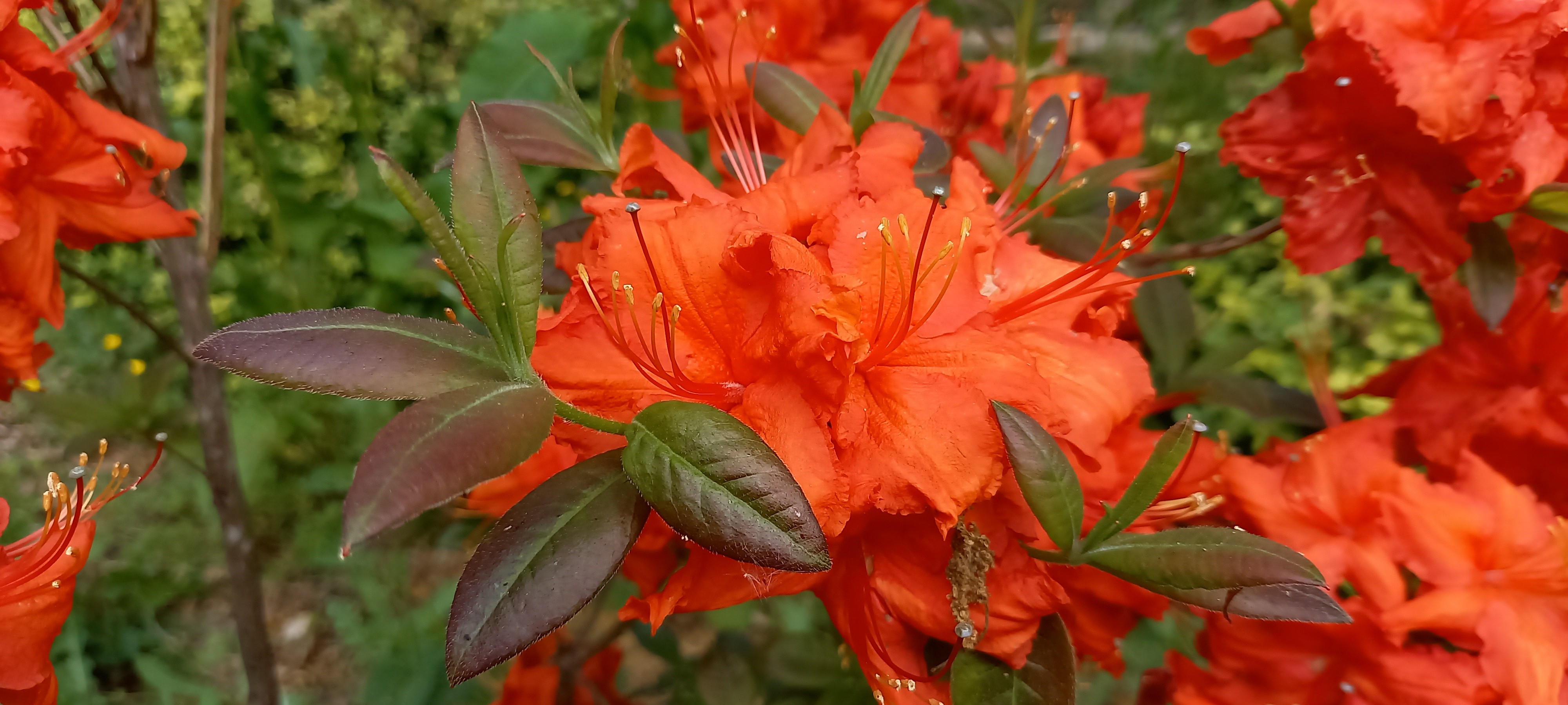 Rhododendron (Azalée x caduc) 'Royal Command'
