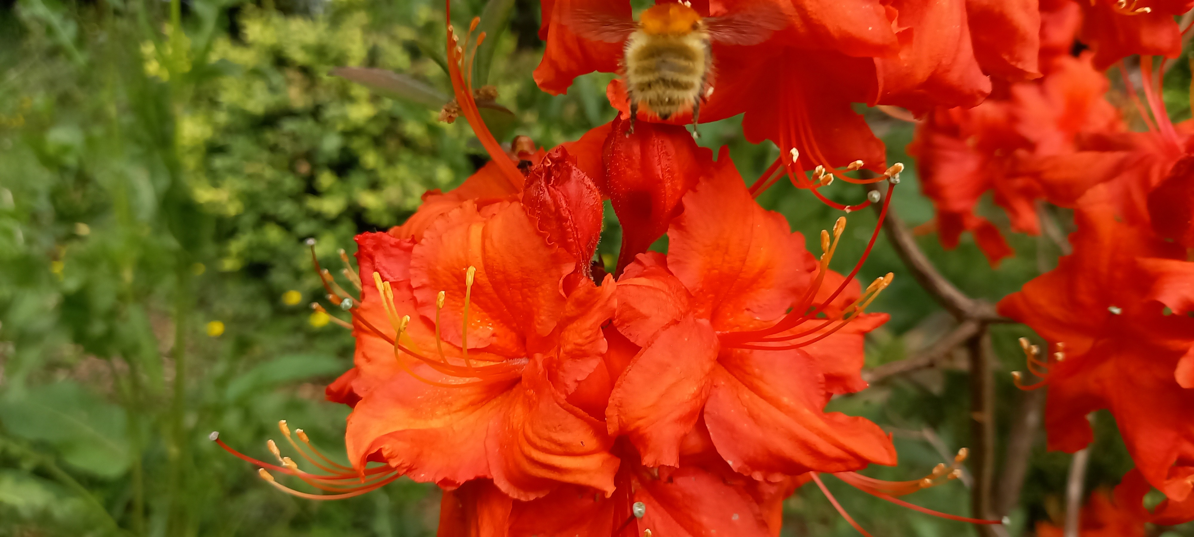 Rhododendron (Azalée x caduc) 'Royal Command'