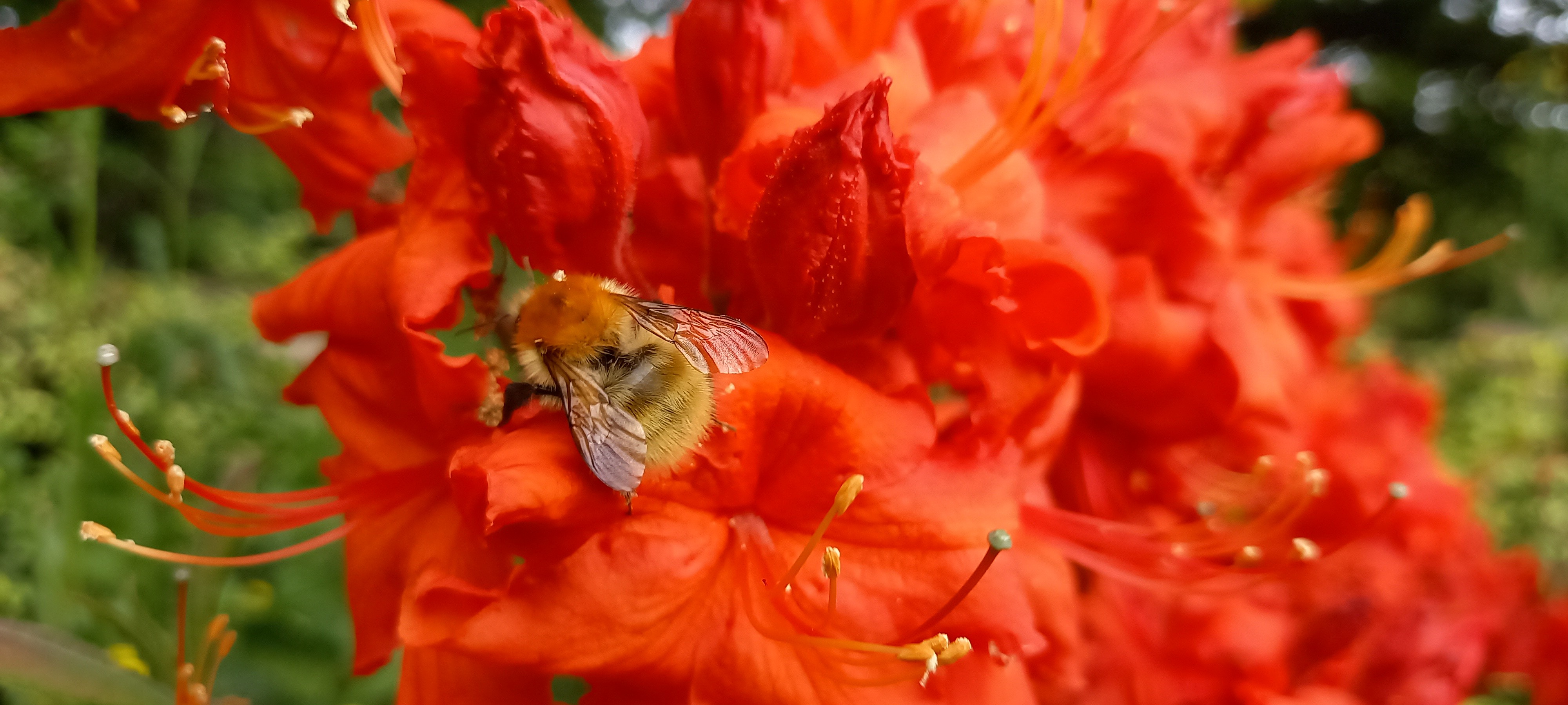 Rhododendron (Azalée x caduc) 'Royal Command'