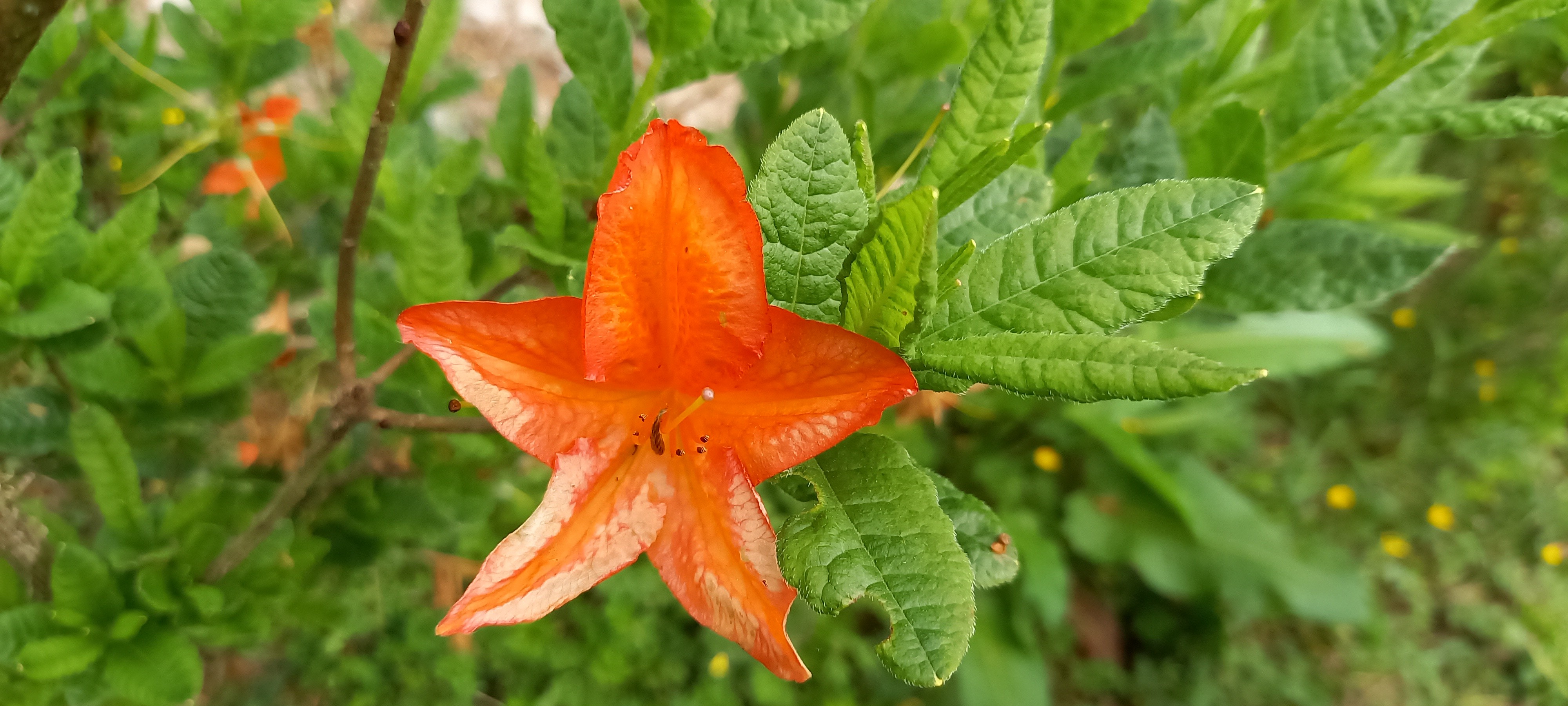 Rhododendron (Azalée x caduc) 'Saturnus'