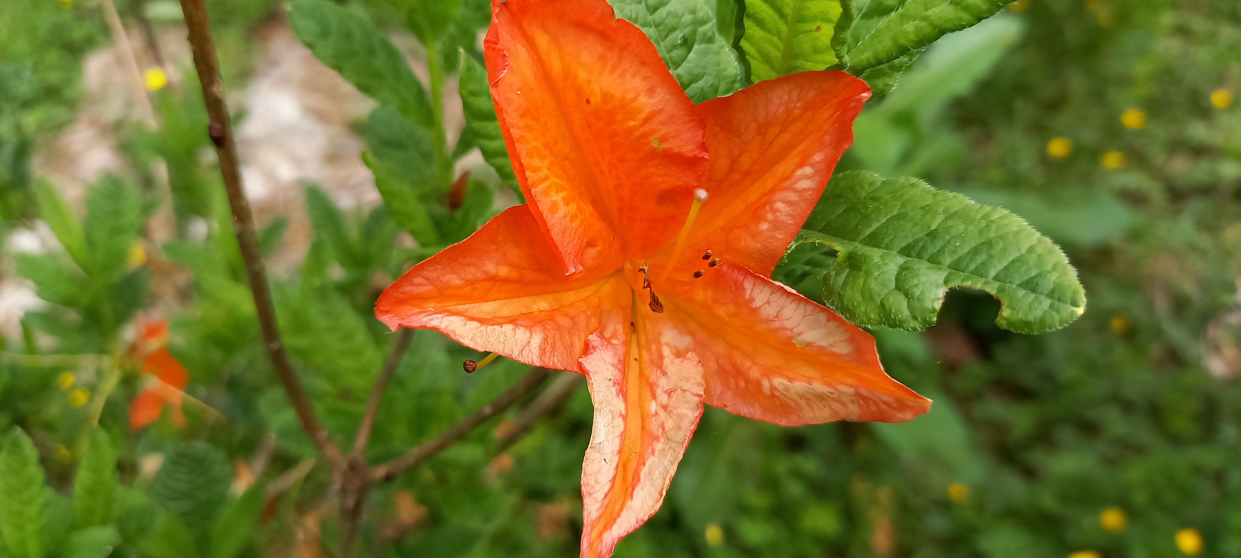 Rhododendron (Azalée x caduc) 'Saturnus'