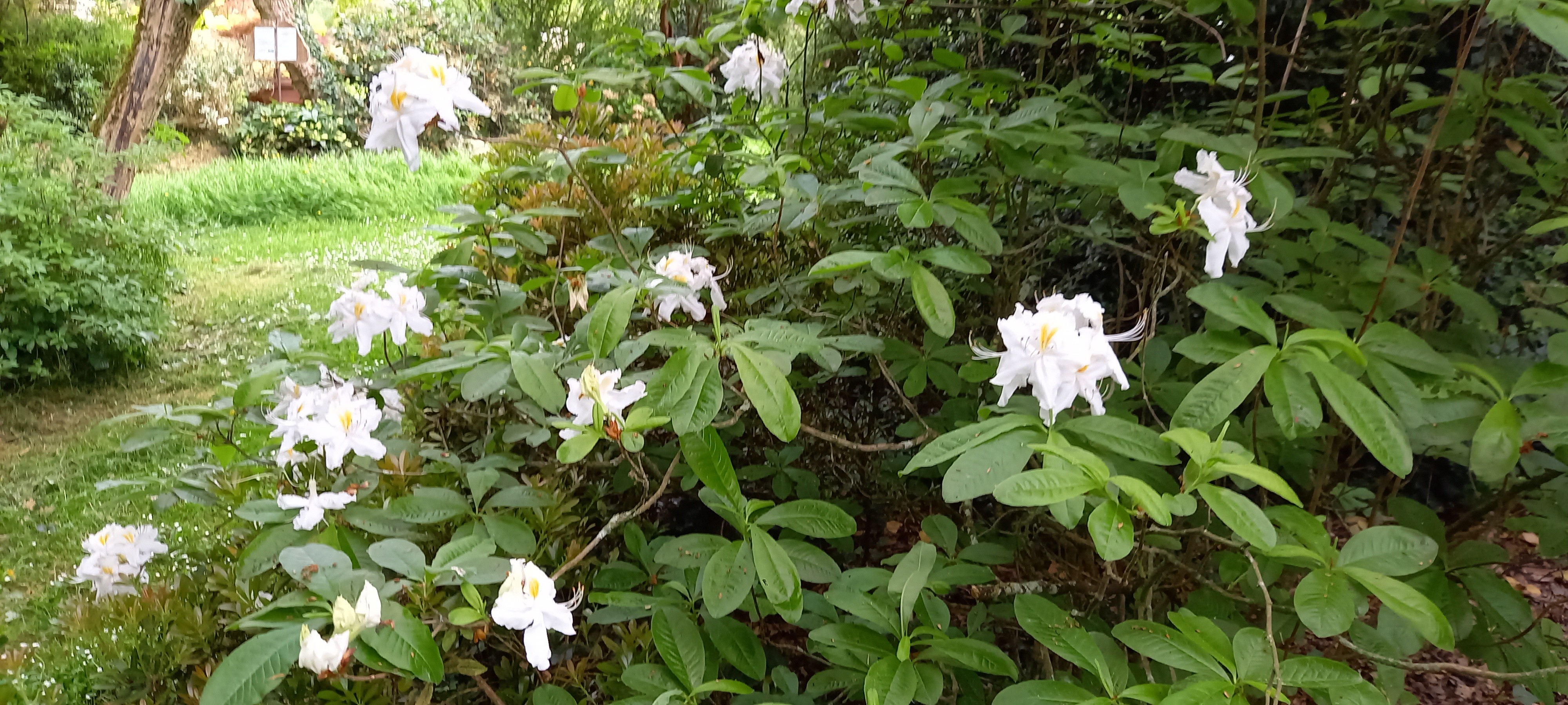 Rhododendron (Azalée x caduc) 'Schneegold'