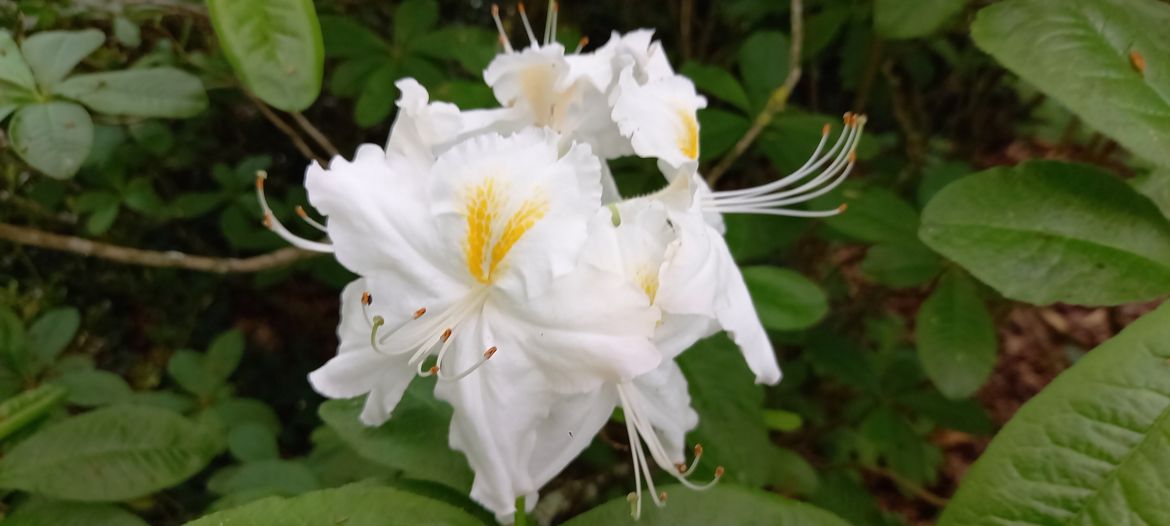 Rhododendron (Azalée x caduc) 'Schneegold'