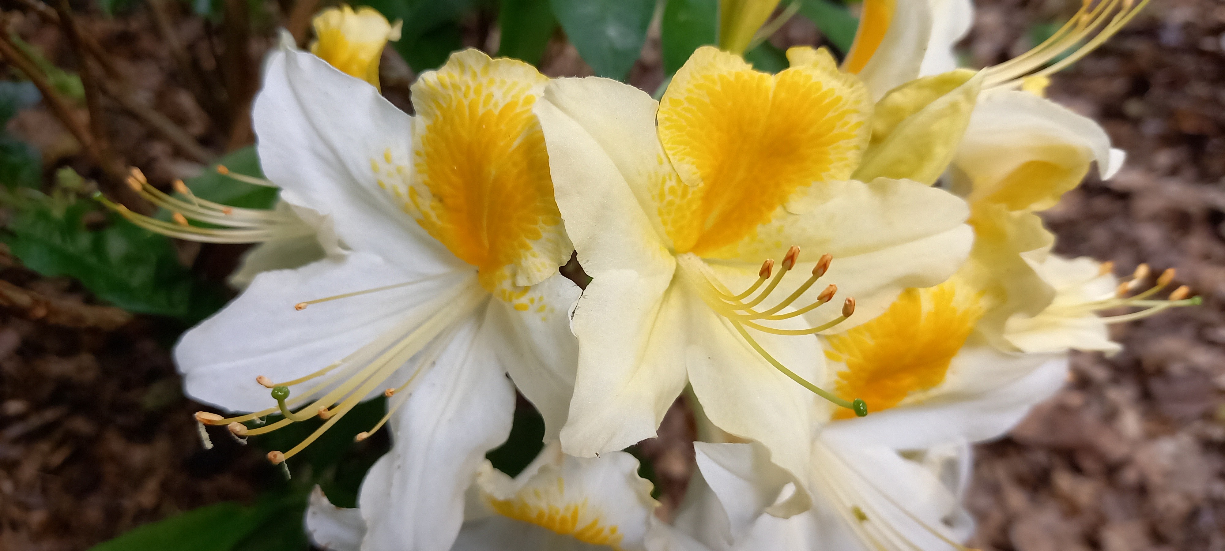 Rhododendron (Azalée x caduc) 'Toucan'