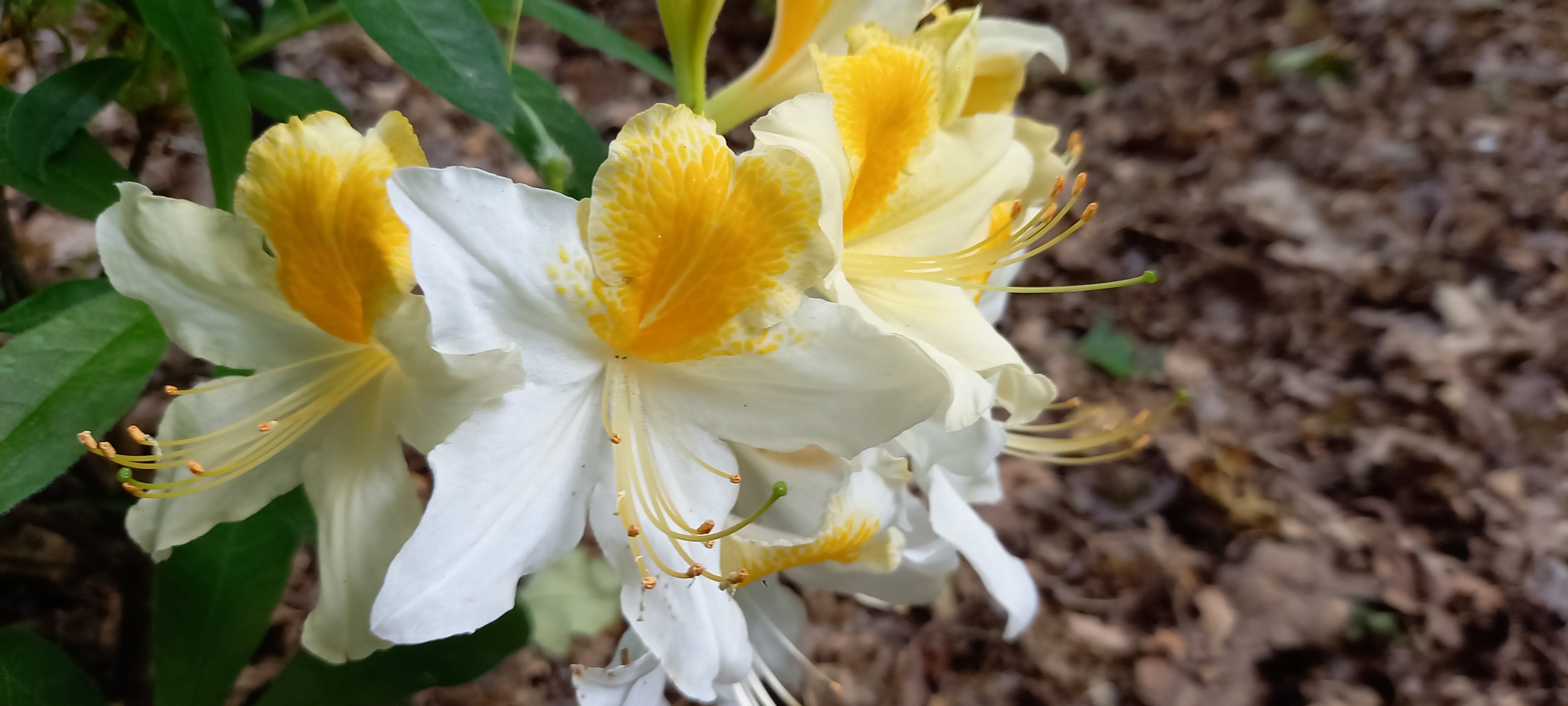 Rhododendron (Azalée x caduc) 'Toucan'