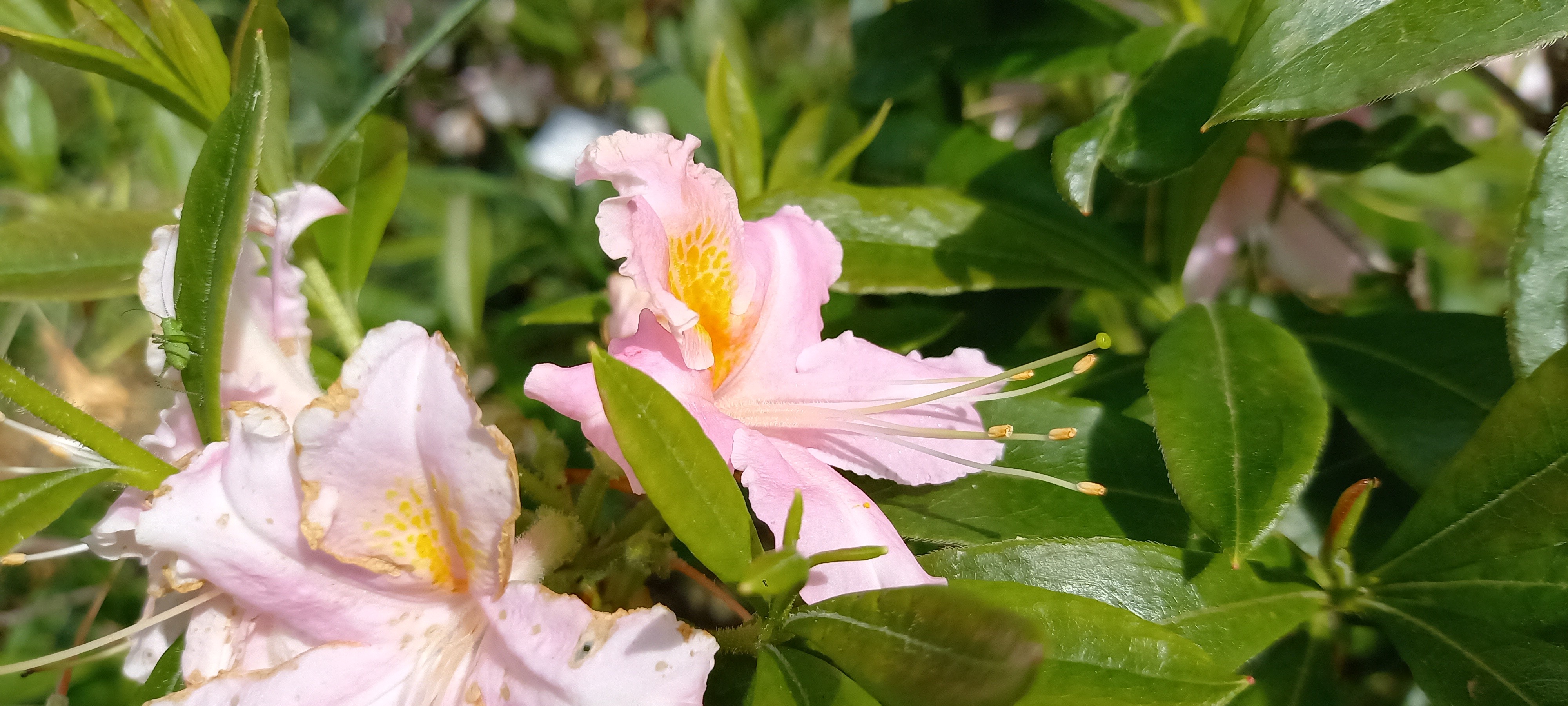 Rhododendron (Azalée x caduc) 'Tri-Lights'