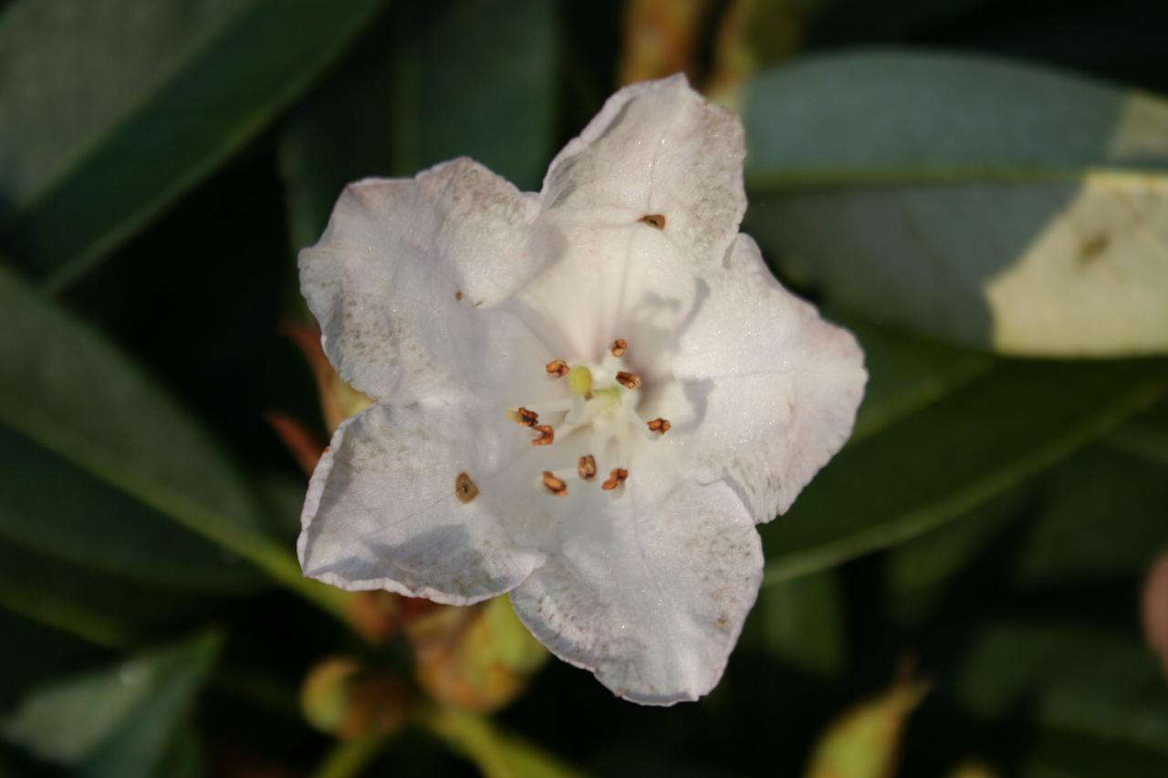 Rhododendron balfourianum