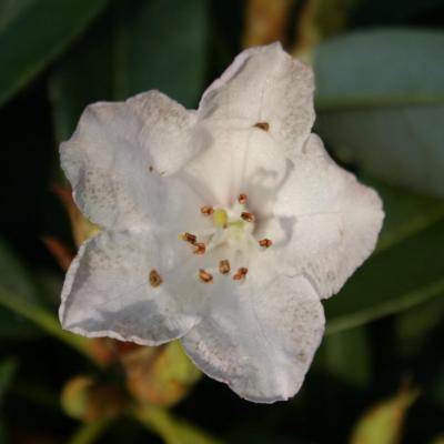 Rhododendron balfourianum