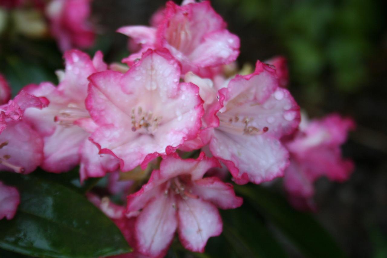 Rhododendron 'Bambi'