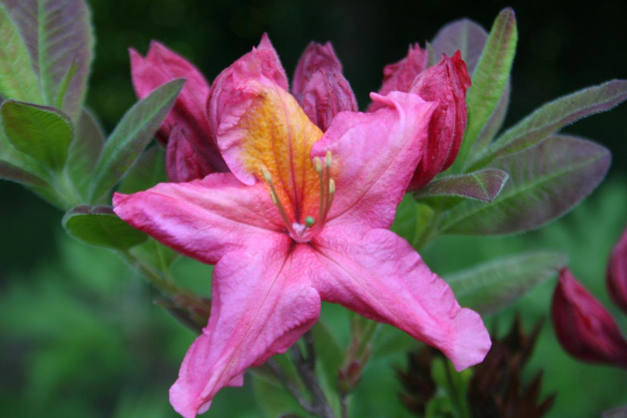 Rhododendron 'Berry Rose' (x de Knap hill)-2-